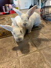 Moki & Darby - Photo 2