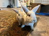 Moki & Darby - Photo 3