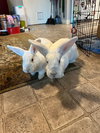 Moki & Darby - Photo 4