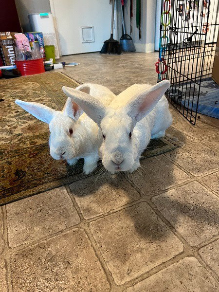Moki & Darby