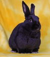 adoptable Rabbit in  named Malone