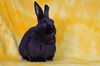 adoptable Rabbit in Scotts Valley, CA named Malone