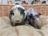 adoptable Guinea Pig in scotts valley, CA named Buckbeak
