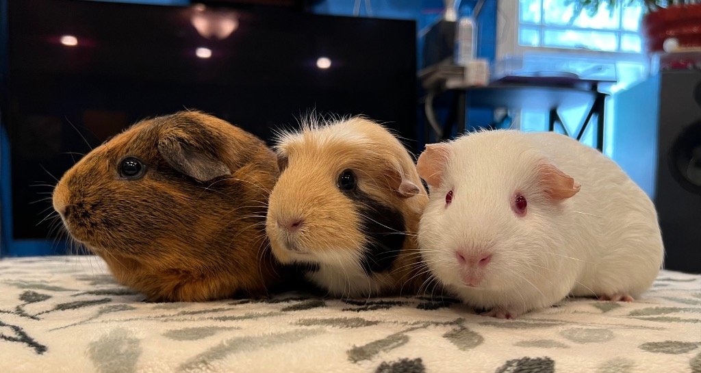 adoptable Guinea Pig in Scotts Valley, CA named Prue, Piper & Phoebe