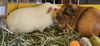 adoptable Guinea Pig in Scotts Valley, CA named Prue & Phoebe