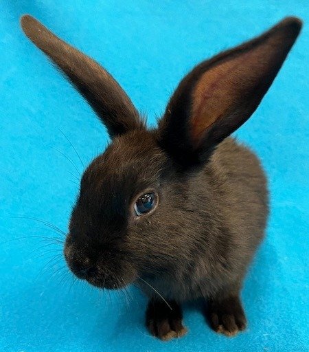 adoptable Rabbit in Scotts Valley, CA named Luanao