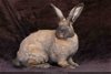 adoptable Rabbit in  named Twyla Estelle
