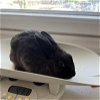 adoptable Rabbit in scotts valley, CA named Bridget
