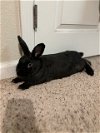 adoptable Rabbit in  named Bridget