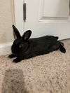 adoptable Rabbit in Scotts Valley, CA named Bridget