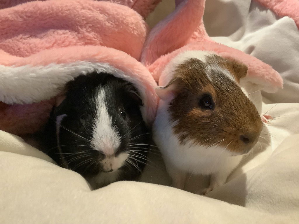 adoptable Guinea Pig in Scotts Valley, CA named Skunk & Jax