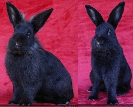 adoptable Rabbit in Scotts Valley, CA named Aladdin and Jafar (bonded pair)
