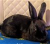 adoptable Rabbit in  named Mindy