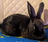 adoptable Rabbit in  named Mindy