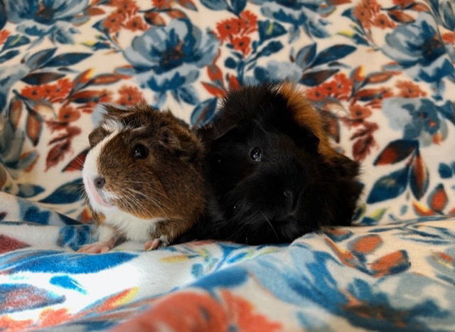 adoptable Guinea Pig in Scotts Valley, CA named Wednesday & Enid