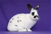 adoptable Rabbit in  named Orion