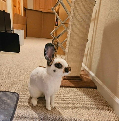 adoptable Rabbit in Scotts Valley, CA named Theo aka Toast