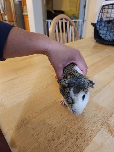 adoptable Guinea Pig in Scotts Valley, CA named Nick