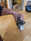 adoptable Guinea Pig in valley, AL named Nick