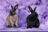adoptable Rabbit in  named Rori and Islah (bonded pair)