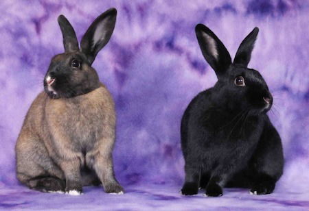 adoptable Rabbit in Scotts Valley, CA named Rori and Islah (bonded pair)