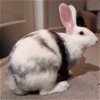 adoptable Rabbit in  named Juniper