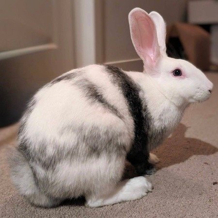 adoptable Rabbit in Scotts Valley, CA named Juniper