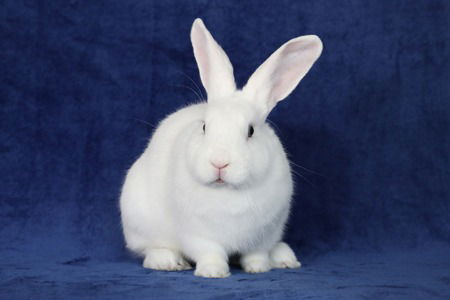 adoptable Rabbit in Scotts Valley, CA named Jaxs