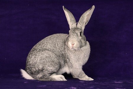 adoptable Rabbit in Scotts Valley, CA named Jayden
