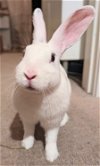 adoptable Rabbit in  named Jamie