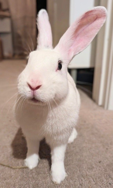 adoptable Rabbit in Scotts Valley, CA named Jamie