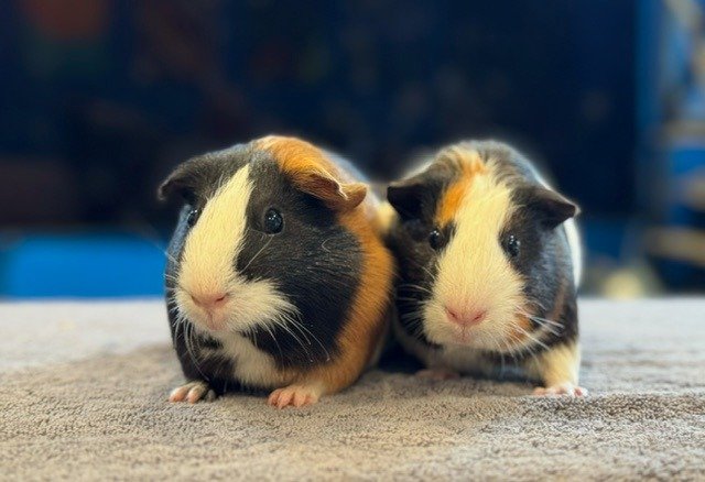 adoptable Guinea Pig in Scotts Valley, CA named Astra and Celeste