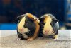 adoptable Guinea Pig in valley, AL named Astra and Celeste