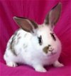 adoptable Rabbit in  named Twix