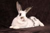 adoptable Rabbit in Scotts Valley, CA named Twix