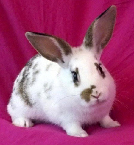 TWIX - Bunny Rabbit available for adoption