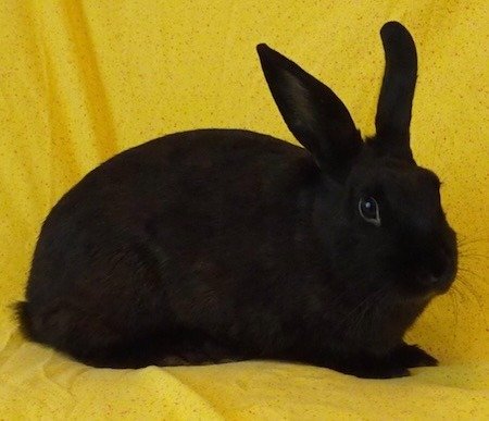 adoptable Rabbit in Scotts Valley, CA named Hershey