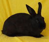 adoptable Rabbit in  named Hershey