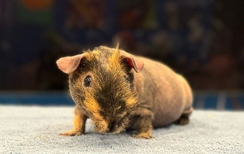 adoptable Guinea Pig in Scotts Valley, CA named Chewbacca