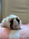 adoptable Guinea Pig in scotts valley, CA named Apple