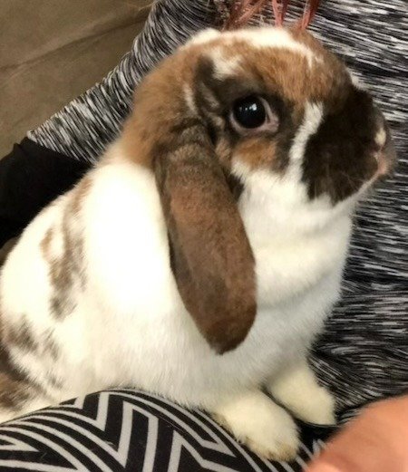 adoptable Rabbit in Scotts Valley, CA named Minnie Mocha