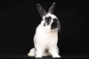 adoptable Rabbit in  named Randi aka Reuel