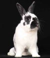 adoptable Rabbit in  named Randi aka Reuel