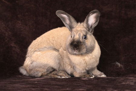 adoptable Rabbit in Scotts Valley, CA named Canelo