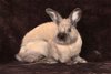 adoptable Rabbit in valley, AL named Canelo