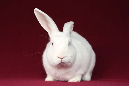 adoptable Rabbit in Scotts Valley, CA named Walker