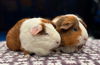 adoptable Guinea Pig in Scotts Valley, CA named Lassie & Chelsee