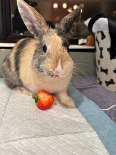 adoptable Rabbit in Scotts Valley, CA named Butter fka Fluffy