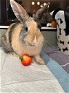 adoptable Rabbit in  named Butter fka Fluffy