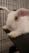 adoptable Rabbit in scotts valley, CA named Callie